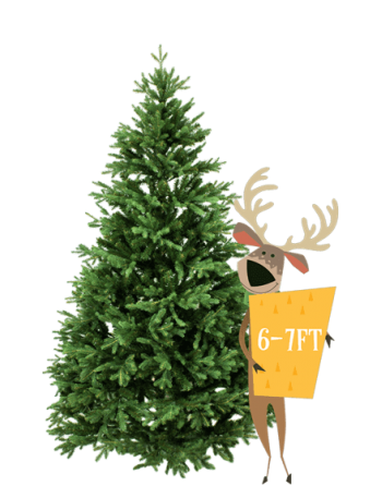 6' to 7’ Premium Canadian Balsam Fir