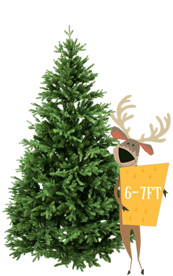6' to 7’ Premium Canadian Balsam Fir