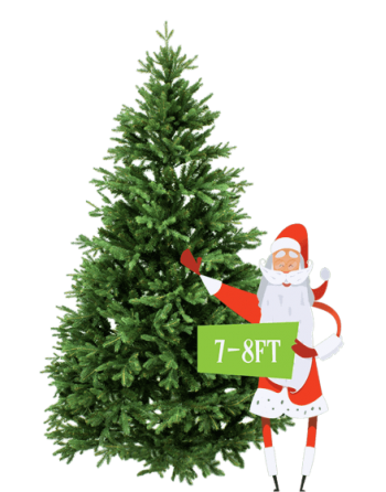 7' to 8’ Premium Canadian Balsam Fir