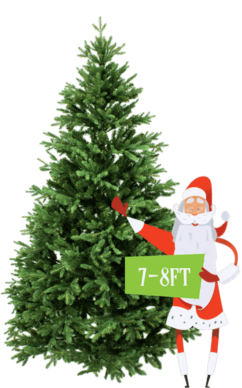 7' to 8’ Premium Canadian Balsam Fir