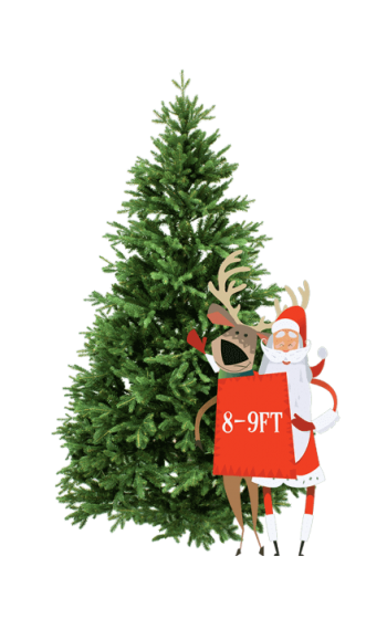 8' to 9’ Premium Canadian Balsam Fir
